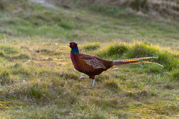 Faisan de Colchide,.Phasianus colchicus, Common Pheasant