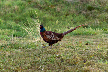 Faisan de Colchide,.Phasianus colchicus, Common Pheasant