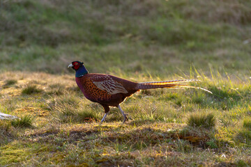 Faisan de Colchide,.Phasianus colchicus, Common Pheasant