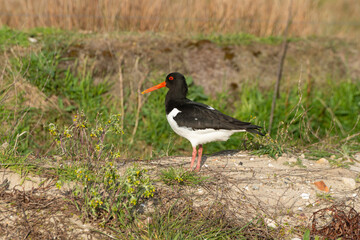 Huîtrier pie, .Haematopus ostralegus , Eurasian Oystercatcher