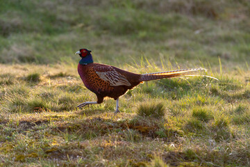 Faisan de Colchide,.Phasianus colchicus, Common Pheasant
