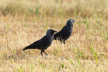 Choucas des tours,.Coloeus monedula , Western Jackdaw