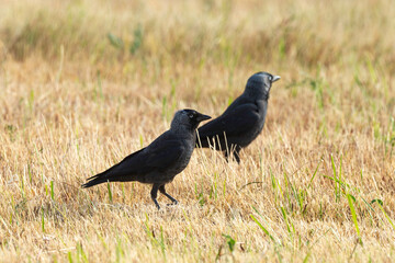Choucas des tours,.Coloeus monedula , Western Jackdaw