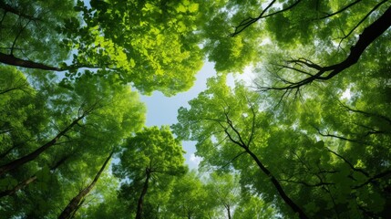 Obraz premium Vibrant green canopy of trees viewed from below on a sunny day