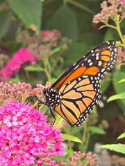 monarch butterfly on pink flower
