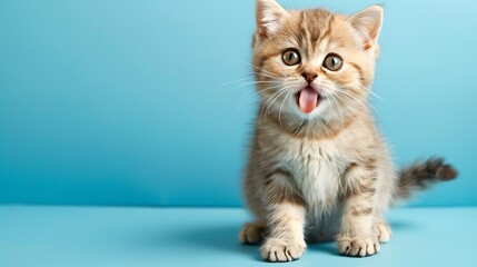 cute scotish fold kitty sticking out tongue and sitting on blue background