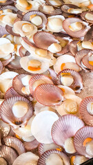 Single Shell Scallop For the background. Fresh food from the sea. Seafood in the restaurant