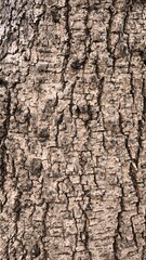 Rough bark pattern for background