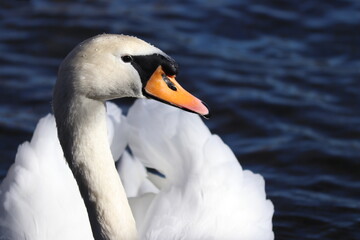 gorgeous portrait - white swan on the water