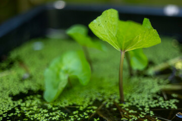 Pond plants with floating green leaves and duck weed.