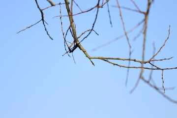 branches of a tree against sky