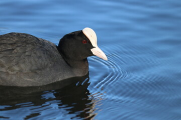 black headed duck