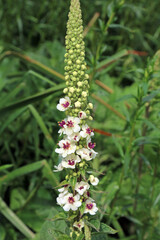 Closeup of a White Nettle-leaved mullein flower spike, Derbyshire England
