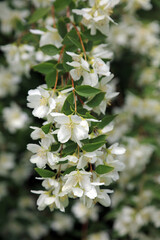 Macro image of a branch of Lewis's mock orange blooms, Derbyshire England
