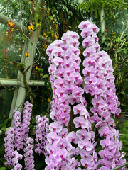 Pink orchids © Wiktoria