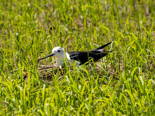 Black-Winged Stilt Guarding Its Nest in a Green Field (Himantopus himantopus)