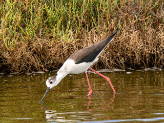 Black-Winged Stilt Feeding in the Wetland (Himantopus himantopus)