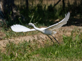 White Heron Taking Off (Egretta garzetta)