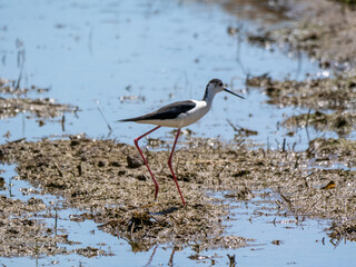 Black-winged Stilt in Wetland (Himantopus himantopus)