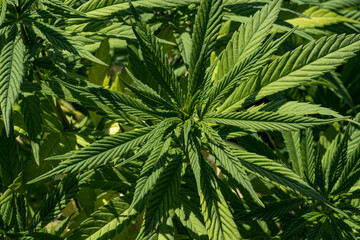 Radiant Green Cannabis Leaves in Sunlight