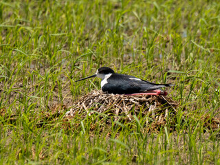 Black-Winged Stilt Nesting in a Green Field (Himantopus himantopus)