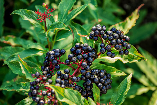 a bunch of elderberries