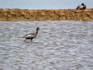 Glossy Ibis in its Natural Habitat (Plegadis falcinellus)