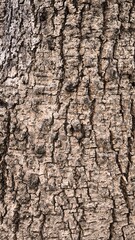 Rough bark pattern for background