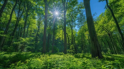 Obraz premium A pristine forest with lush green trees, clear blue sky, and sunlight filtering through the leaves