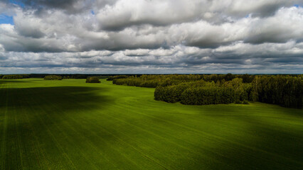 green wheat field with clouds floating in the sky