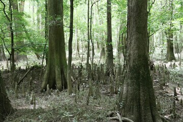 Congaree National Park – USA