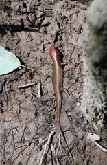 Congaree National Park – USA