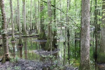 Congaree National Park – USA