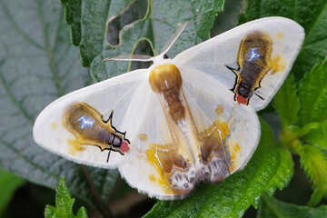 Moth Macrocilix maia with patterns showing flies eating bird's dropping.