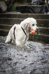Water fun - dogs in water