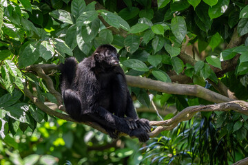 Colombian Black Spider Monkey - Ateles fusciceps rufiventris, beautiful black spider monkey native to forests canopy of Colombia and Panama.