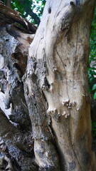 The tree trunk has a unique and beautiful shape