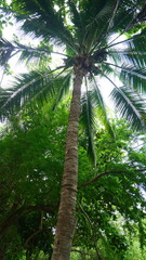 Coconut trees have tall trunks and green leaves