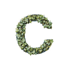 Letter C. Natural garden decor Ivy Plant Artstyle. typography font, alphabet abc, isolated on transparent background png.