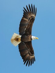 Obraz premium A majestic eagle soaring high in the sky 306 eagle, bird, flying, flight, sky, wildlife, bald, nature, fly, wings, animal, raptor, blue, bald eagle, hawk, wing, wild, soaring, predator, prey, white, 