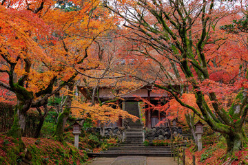 Vibrant orange maple tree in a temple, Japan
