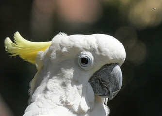 Isolated white cockatoo portrait taken in bird garden fourways