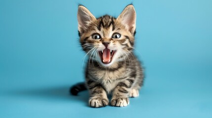 Obraz premium Portrait of a meowing kitten on a blue background