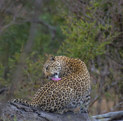 Leopard a big five during safari in Kruger national park