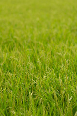 Green rice field texture background.