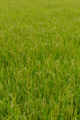 Obraz premium Green rice field texture background.