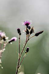 Thistle in sunrise and morning dew