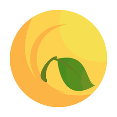 ripe and half fresh avocado isolated