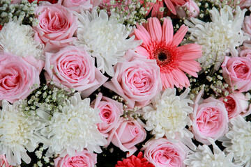Closeup pink and white flowers, fresh flower background, Background for valentine's day.