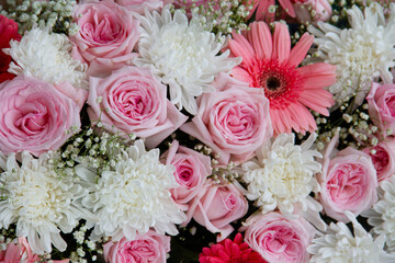 Close-up shot of pink and white flowers for valentine's day. Symbol of love. Cute flowers background for love.